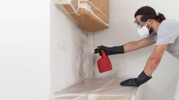 Basement Mold Remediation treatment on basement walls in Weehawken